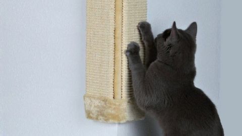 Почему кот царапает мягкую мебель и как защитить вещи от пушистого хулигана
