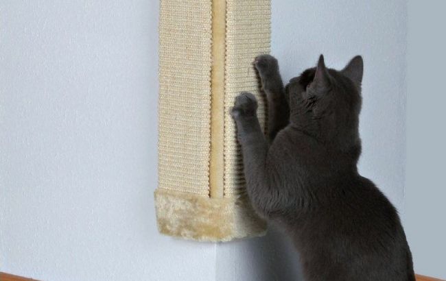 Почему кот царапает мягкую мебель и как защитить вещи от пушистого хулигана