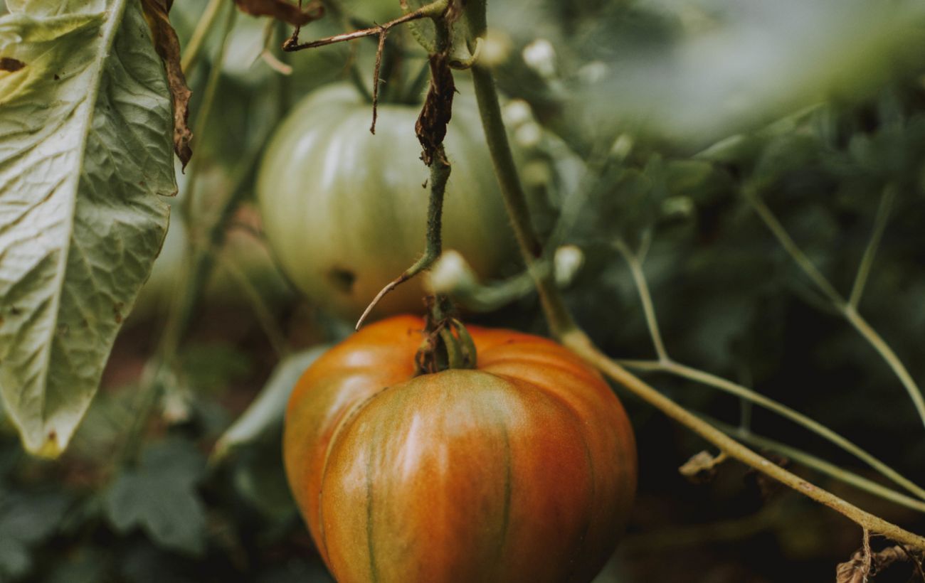 Почему листья скручиваются на помидорах - как решить проблему