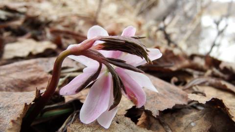 Скоро весна: у Херсонській області розпустилися первоцвіти