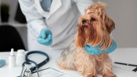 Россия первой в мире начала вакцинировать от COVID домашних животных