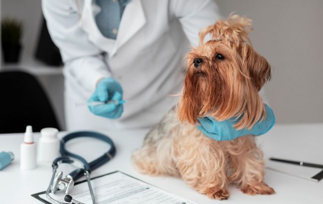 Россия первой в мире начала вакцинировать от COVID домашних животных