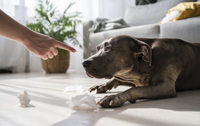 Ваша собака постоянно лижет лапы? Не игнорируйте этот сигнал!