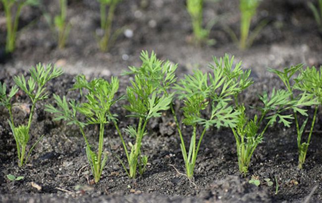 Еще не поздно. Названы самые лучшие периоды сеять морковь для зимнего хранения в июне