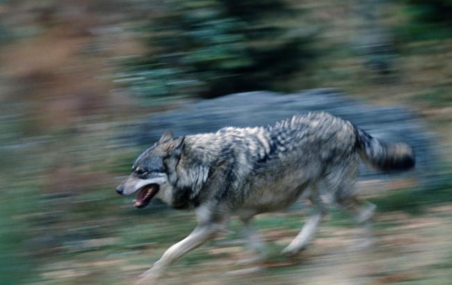 Пойманный волк из зоопарка Тбилиси оказался собакой