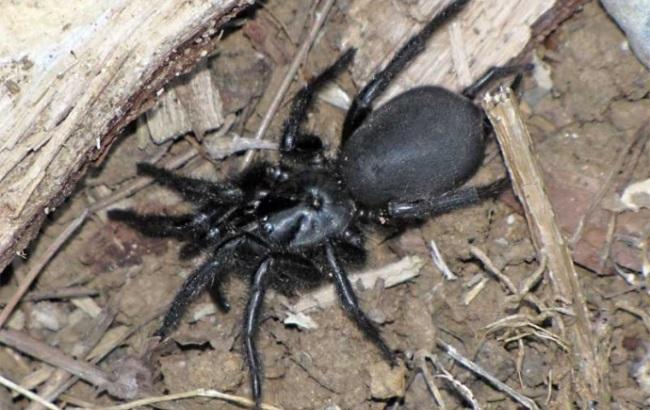 В Австралии спасли ребенка от укуса самого ядовитого в мире паука