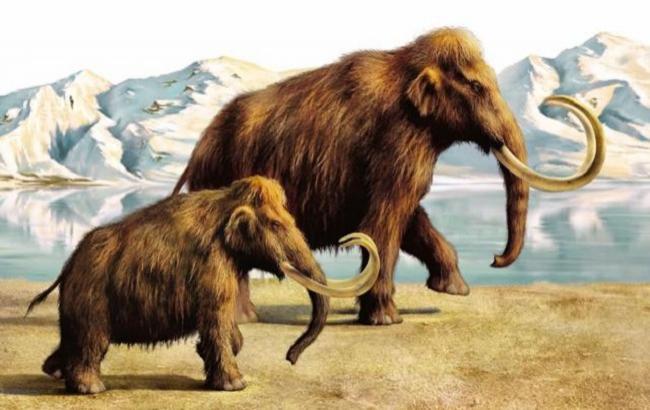 Мамонтов погубили люди, а не климат