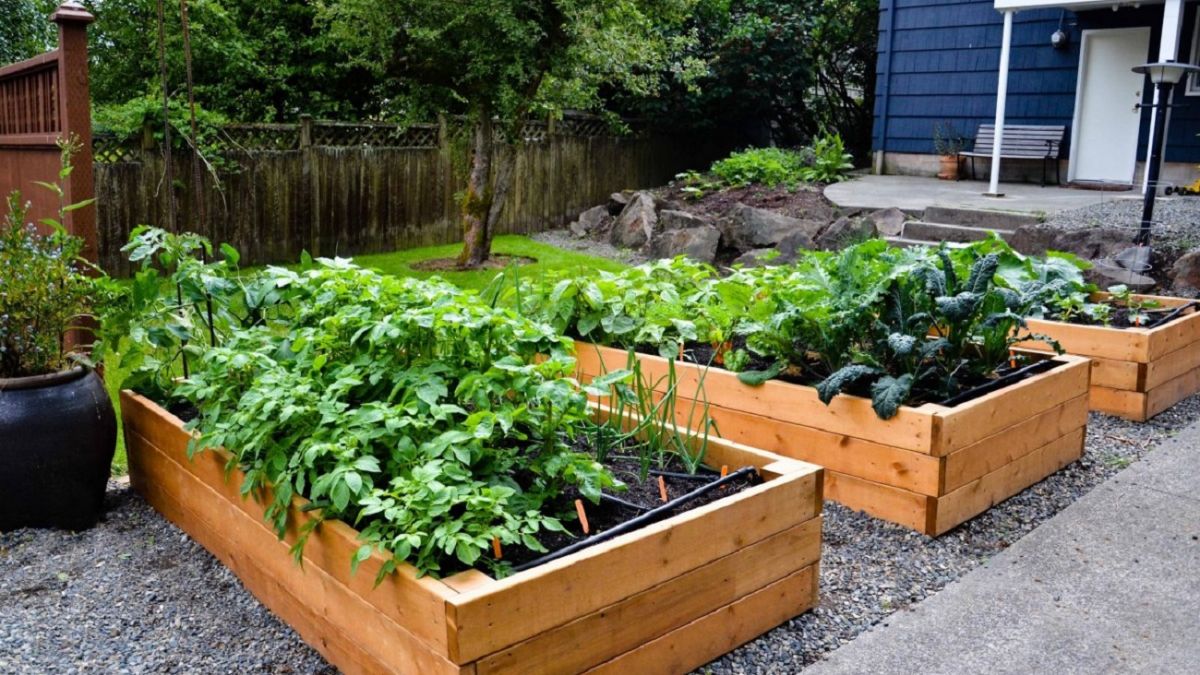 10 правил выращивания на высоких грядках | Советы для успешной огородной практики