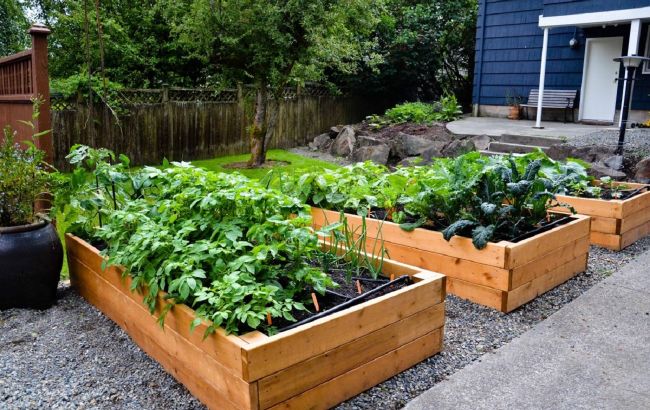 Зростатиме, як на дріжджах: слушні поради щодо вирощування на високих грядках