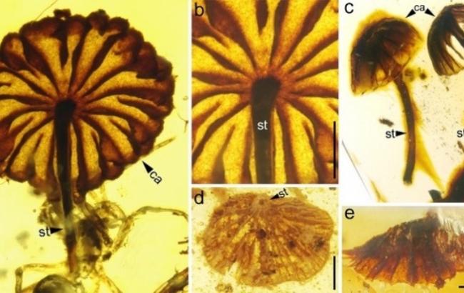 Ученые нашли мухоморы, которым более 100 млн лет