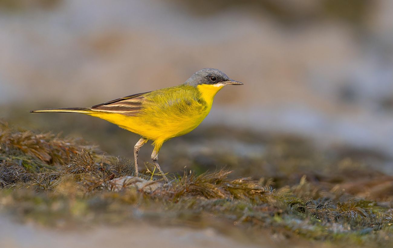 Птахи як індикатори змін: які види стрімко зникають з України та чому це небезпечно