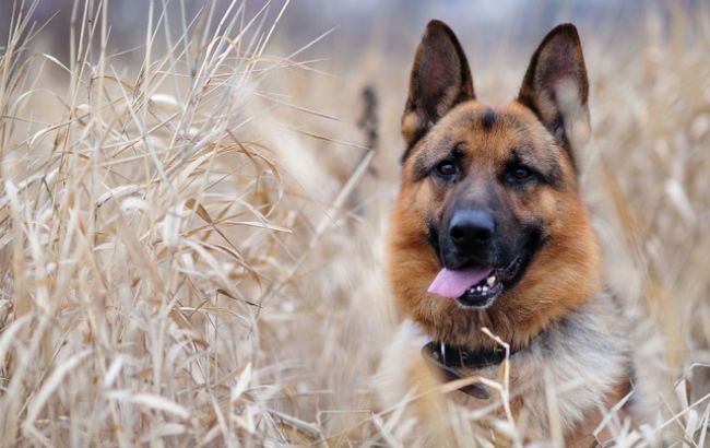 Погода на сегодня: на западе Украины местами дожди, температура до +31