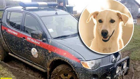 Отважный пес спас туриста от верной гибели под Львовом