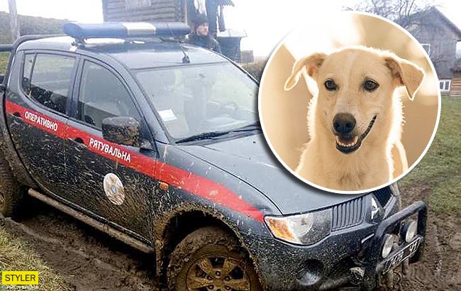 Відважний пес врятував туриста від вірної загибелі під Львовом
