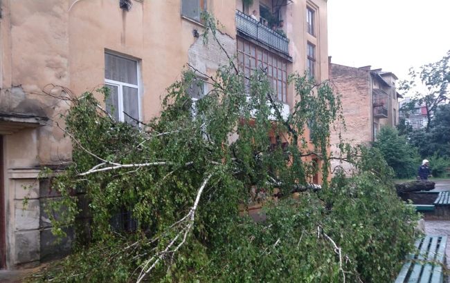 В Ивано-Франковске из-за сильного ветра и ливня падали деревья: одно рухнуло на подъезд