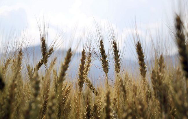 Украина выходит на рекордный уровень экспорта зерновых, - МинАП