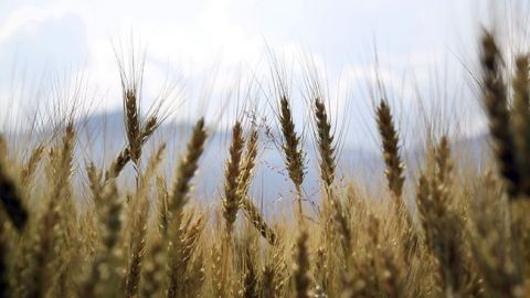 Мінекономіки прогнозує зниження врожаю зернових