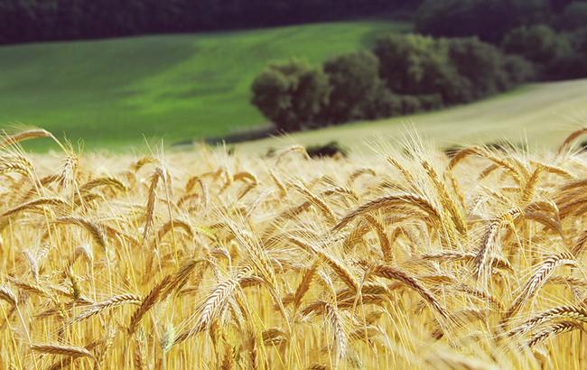 В Украине собраны первые 2,5 тысячи тонн зерновых нового урожая