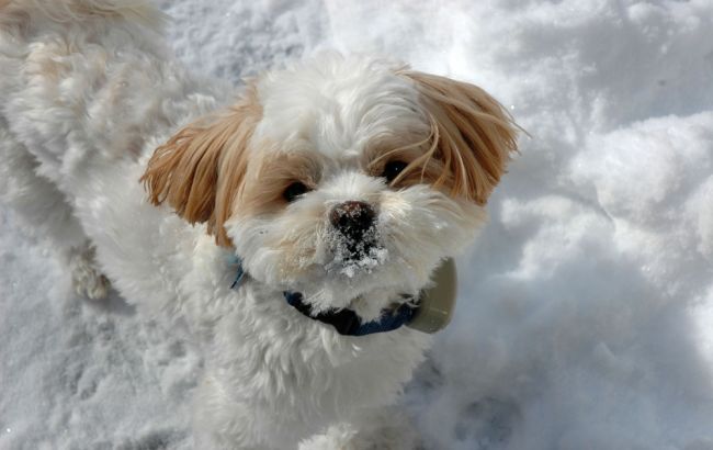 Погода на сьогодні: на заході України дощ зі снігом, температура до +11