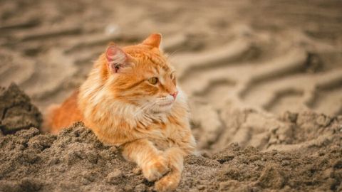Как научить своего кота не бояться воды