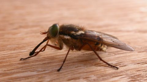 На Волыни после укуса овода женщина заболела опасной болезнью: врачи сначала лечили коронавирус (фото)