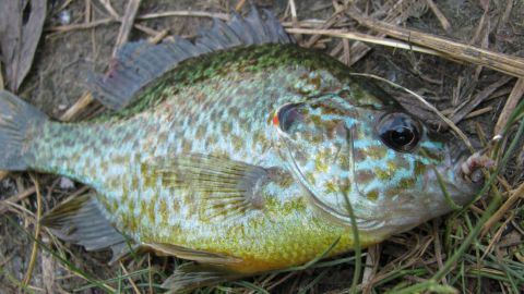 У водоймах Києва з'явилися екзотичні хижаки: загрожують нашим аборигенам