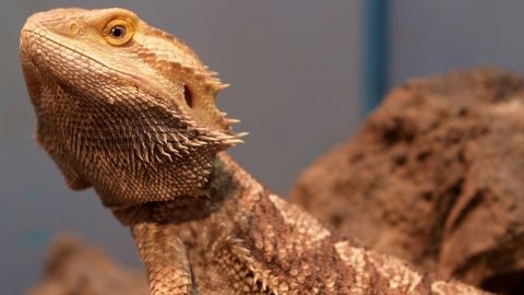 5 животных, которые спят чрезвычайно странным способом