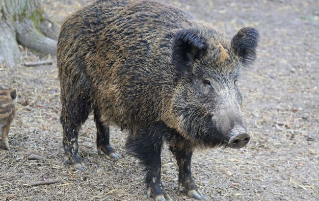 В Черниговской области зафиксировали чуму свиней