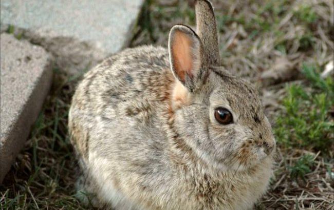 У бойцов АТО появился пушистый талисман