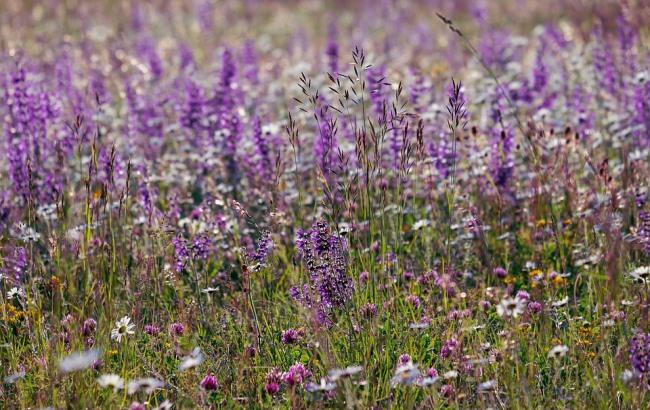 Буря, дожди и похолодание: синоптик дал прогноз на все лето