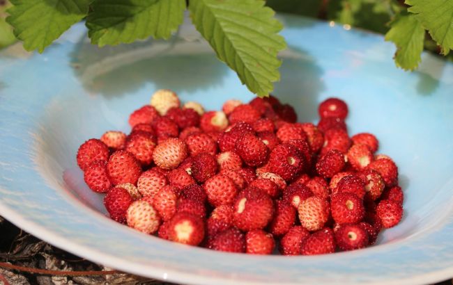 Час садити суницю для кращого врожаю: секрети догляду за ягодою