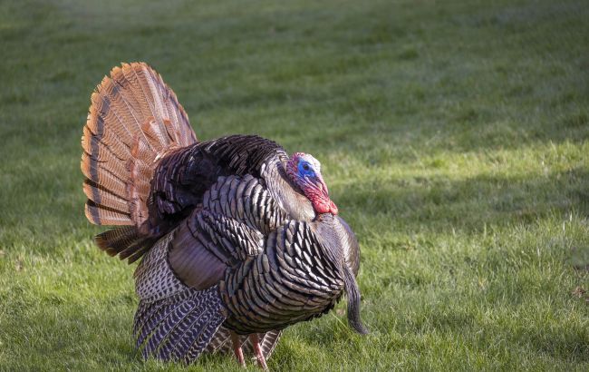 В Дании произошла вспышка высокопатогенного птичьего гриппа на индюшиной ферме