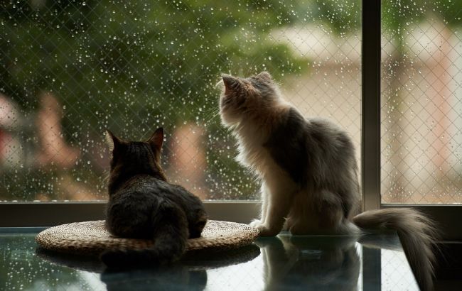 Погода на завтра: на заході та півдні України дощі, температура до +35