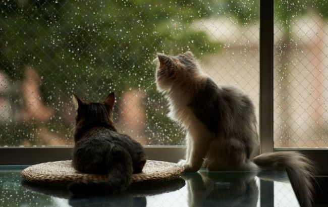 Погода на завтра: в Украине местами дожди, температура до +36