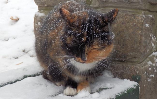 "Чи сніг, чи дощ": синоптик повідомила про потепління
