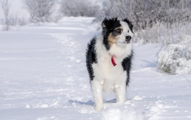 Під Києвом нелюди кинули собаку вмирати в снігу (фото)