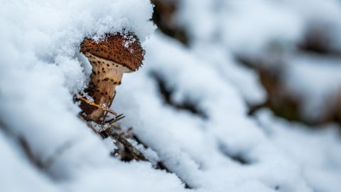 Дива у лісі на Прикарпатті: чоловік посеред зими натрапив на неймовірну знахідку (фото)