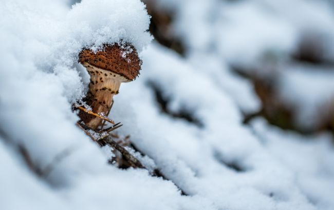Дива у лісі на Прикарпатті: чоловік посеред зими натрапив на неймовірну знахідку (фото)