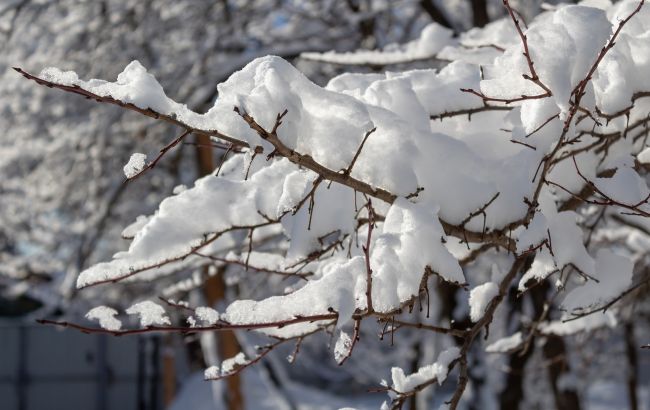 Это спасет ваш сад: что делать, чтобы снег не сломал ветки деревьев