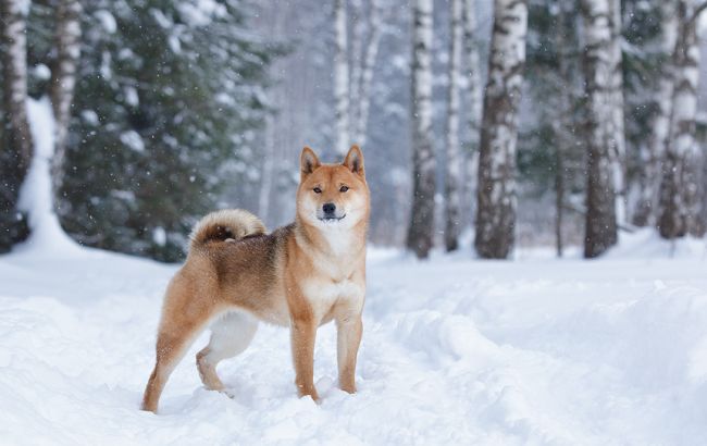 Погода на завтра: в Украине местами снег, температура до -10