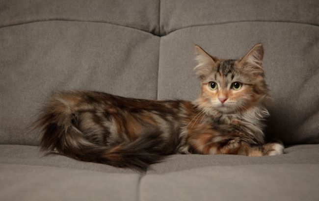 Не для того, щоб точити кігті: ось чому насправді кішка дряпає диван