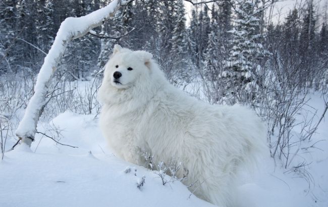 Погода на сегодня: в Украине местами снег, температура до -5