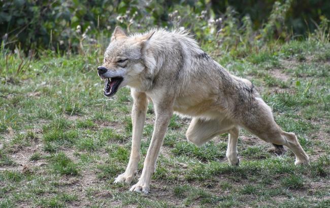 "Подумали, що це лис": під Тернополем на жінку напав вовк (фото)