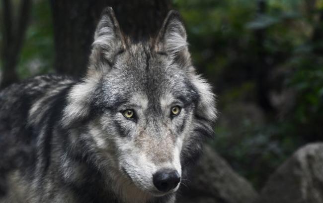 В оккупированном Крыму разрешили убивать волков