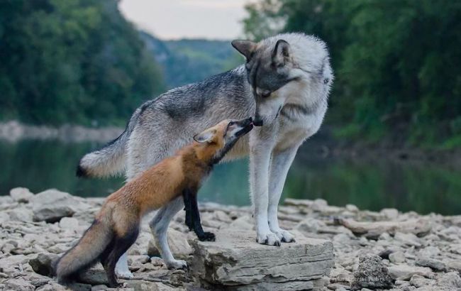 Киевлянка держала в квартире волка и лису: теперь ей грозит тюрьма