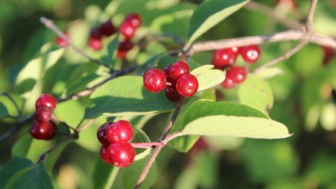 Найнебезпечніші ягоди в Україні: біологи зробили важливе попередження