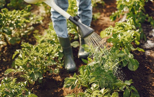Коли не можна підживлювати рослини на городі: усі ігнорують це