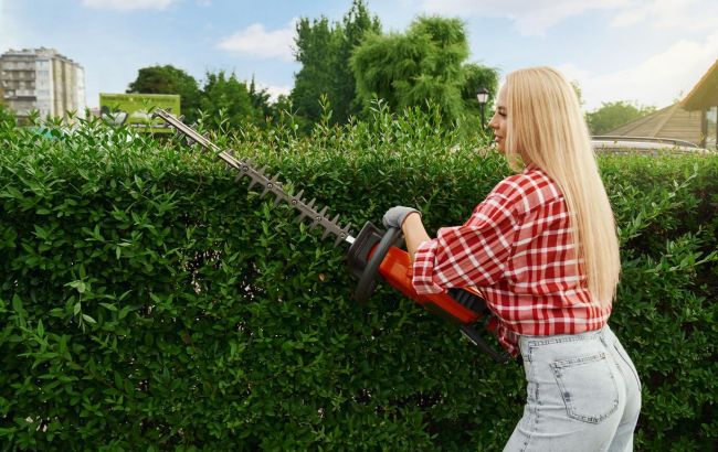 Живая изгородь, выглядящая по-королевски: как сделать стильный зеленый забор возле дома