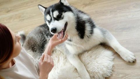 Почему собаки воют и какие породы делают это чаще всего