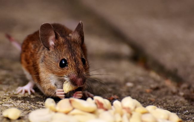 Яйца с мышами: известный киевский супермаркет попал в скандал